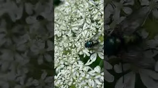 Green Bottle Fly On Wild Chervil #nature #taylorswift #insects