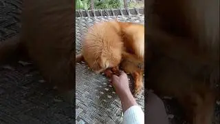 #Kashipur #dog  #culture# Pom# YouTube# trending# video#🥰😇#