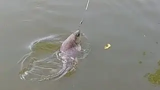 # 1.5 kg rough fish hunting #
