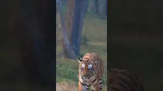 King And Queen roar#tigress#tiger#queen of jungle#King