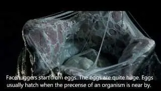 Alien life cycle and types.