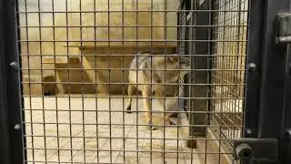 タイリクオオカミ「スイ」の威嚇行動：多摩動物公園