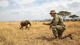Soldado salva a bebé elefante moribundo; dos años después, su reencuentro te dejará sin palabras