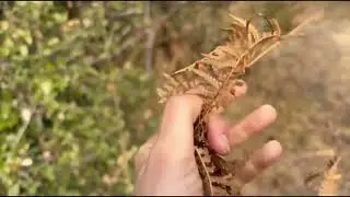 First Outside ASMR ~ Nature triggers (dry leaves, water sounds🍂)