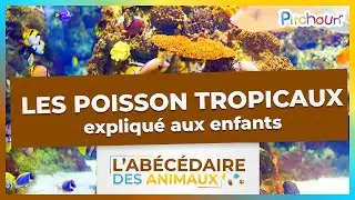 A la d&eacute;couverte des Poissons Tropicaux - l'Ab&eacute;c&eacute;daire des Animaux