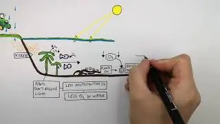 GCSE Biology &ndash; Eutrophication Explained