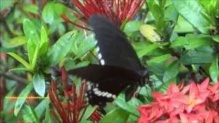 Common Mormon Butterfly - Papilio polytes romulus form cyrus