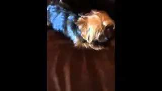 Motor growl