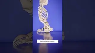 😱muzlatgich orqasida qolib oʻlgan odam