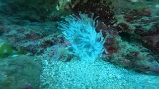 Toucari reef light anenome with arrow crabs