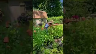 Let&rsquo;s Cut Flowers to Make Another Bouquet! #shorts #dahlia #flowergarden #cutflowergarden #zinnia