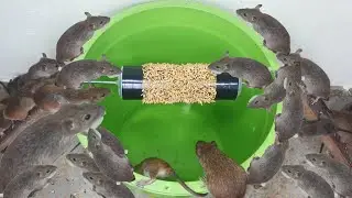 Easy Simple Mouse Trap Hacks 2021