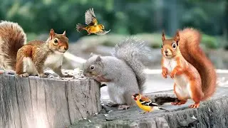 Must-Watch CAT VIDEOS 😸 Birds And Squirrels Eating On Garden Walls🥝🦜 Cats & Dogs Watching🐕🐈