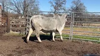 Lot 51: JDH Lady Mason Manso 352/8 - Ultra-Feminine Mature Donor Bred to Chivalry