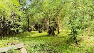 Bamboo forest 🎋🌿#travelvlog #thrissur #bamboo#inchakund