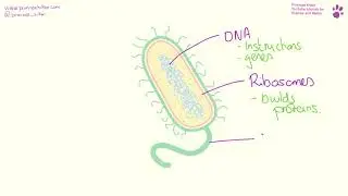 Cell Biology - Bacterial Cells (TuitionKit)
