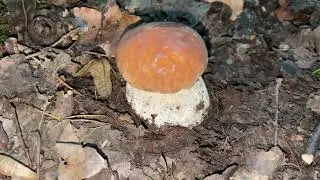 Boletus edulis (Белый гриб), October 16, 2021