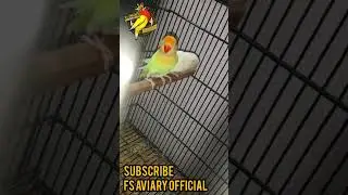 Crimino Lovebird into Albino Red Eye Lovebird Breeder Pair | FS Aviary Official | #shorts