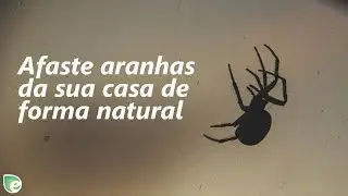 Afaste aranhas da sua casa de forma natural