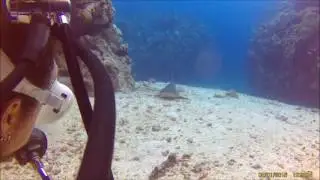 White Tip Shark Napping