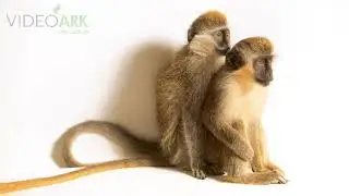 Two grivet monkeys (Chlorocebus aethiops) at Creation Kingdom Zoo in Gate City, Virginia