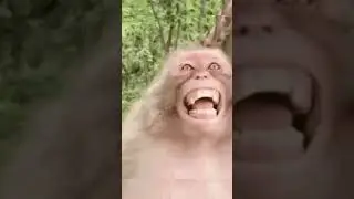 Funny monkey found laughing in Phuket, Thailand | Monkey's name is Brian Bones | #internet #comedy