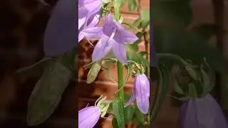 Колокольчики | Мой Дзен Катя Суслова