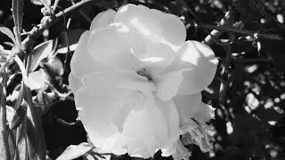 Wake up and smell the Roses