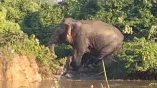 A wild elephant herd roaming the African plains in search of water