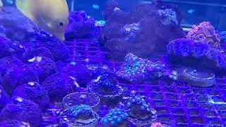 Beautiful Coral/Reef Aquarium Tank Display, Saltwater