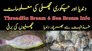 Sea Bream & Threadfin Bream Info | دندیا اور چکوری مچھلی کی نعلومات #fishinfo