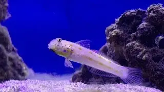 Diamond Watchman Goby in Pacific Gallery