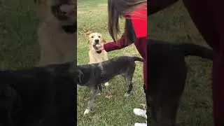 Dog egg challenge-FAIL!