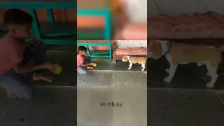 Catch the ball 🥎 micky 😅😂😆 #beagle #micky #love #cutedog #doglover #vijay