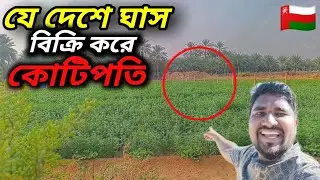 ওমানে ঘাস বিক্রি করে কোটিপতি 😲 | Grass Business in Oman