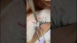 W lashes. Pre made fans. Lash extensions