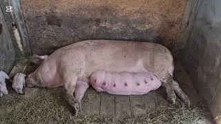 FĂTAREA BĂLEI!!! O EXPERIENȚĂ NEFASTĂ!!🥲🥲