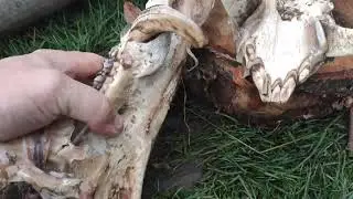 Divok&eacute; prase 200 kg.