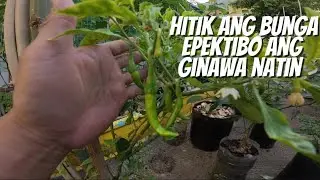 HITIK ANG BUNGA