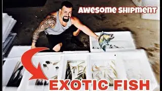 *NEW* COLOMBIAN TROPICAL FISH SHIPMENT 10/03/2019 UNBOXING ALL THE FISHES part 1