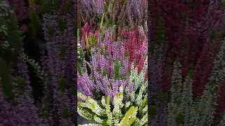 Callunat ❤️tuovat v&auml;ri&auml;#shorts #heather#garden