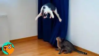 Skinny Mama Cat And Her Babies Are Saved Just in Time | Cuddle Buddies