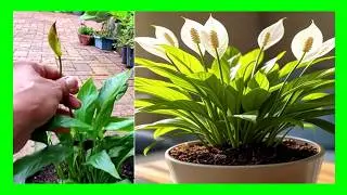Peace Lily Care 101: How to Trim Yellow Leaves, Brown Tips & Spent Blooms