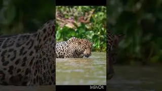 #viral #short # when leopard look like this #means to look for hunt #or not found food #animal #shor