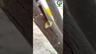 Easy grafting techniques fruit plant grafting | Apple ber Grafting technique #satisfying #relaxing