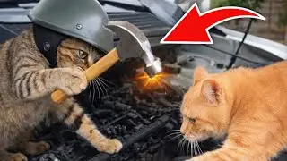 Cats Trying Human Jobs (It Goes Wrong)