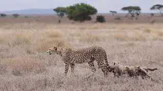 Unforgettable Safari Experience in Tanzania | Wildlife, Nature & Adventure