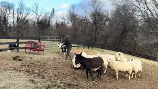 Feeding the Kerry Hill Sheep & Donkeys