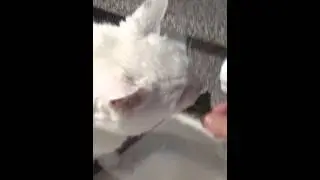 Jo-Jo cat eating lettuce