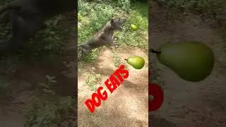Dog Eats Pear 🍐  #dog #puppy #americanbully #pitbull #shorts